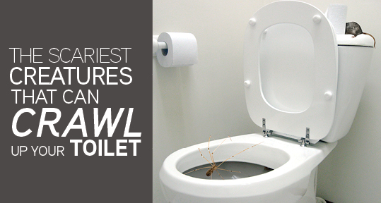 Critters That Can Crawl Up Your Toilet( And how to stop them!) - Auger Pros  Plumbing and Drain