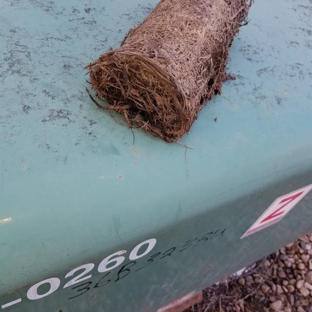 Sewer roots from a customers home in Edmonton